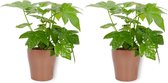 2x Kamerplant Fatsia Japonica – Vingerplant - ± 25cm hoog – 12 cm diameter - in koperkleurige pot