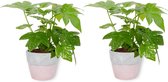 2x Kamerplant Fatsia Japonica – Vingerplant - ± 25cm hoog – 12 cm diameter - in roze betonnen pot