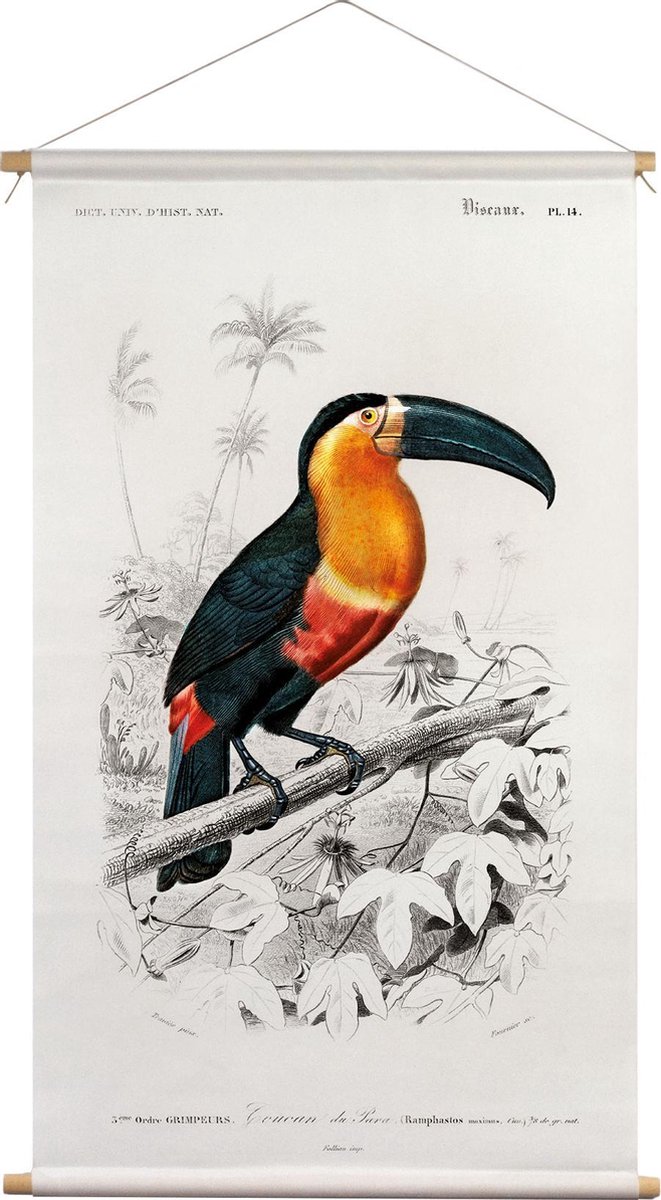 Wanddoek Toucan Charles D'Orbigny 65x45cm - textielposter met leren koord
