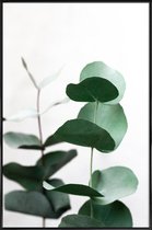 JUNIQE - Poster in kunststof lijst Eucalyptus 5 -40x60 /Groen & Wit