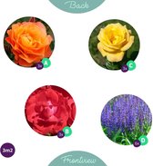 Budgetplant - Mix Van Planten - 80 Cm - Ø - 15 Stuks