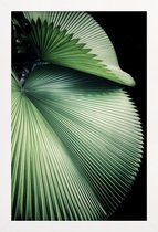 JUNIQE - Poster in houten lijst Sharp Palm -40x60 /Groen