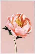 JUNIQE - Poster in kunststof lijst Coral Peony -40x60 /Roze