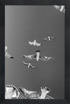 JUNIQE - Poster in houten lijst Soaring Birds -30x45 /Grijs & Wit