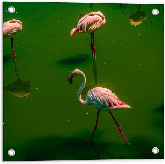 Tuinposter – Flamingo's in Groen Water - 50x50cm Foto op Tuinposter  (wanddecoratie voor buiten en binnen)
