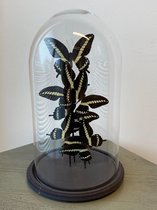4 zwart witte vlinders in stolp| Thuis Decoratie | vlinders| vlinders in stolp| Woonkamer | Accesoires