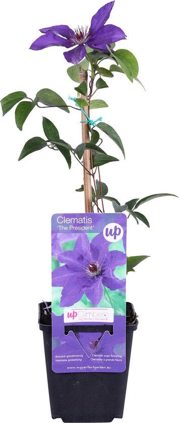 Clématite 'The President' violette - Rustique - Plante grimpante- ↑ 55-65  cm - Pot-Ø 15 cm | bol.com