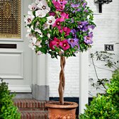 Altheastruik Hibiscus 'Hardy Hibiscus' + 'Rose of Sharon' + 'Rose Mallow' wit-roze-paars - Winterhard- ↑ 60 cm - Pot-Ø 9 cm