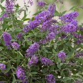 Vlinderstruik 'Lilac Turtle' - Buddleja - Winterhard- ↑ 15-20 cm - Pot-Ø 12 cm