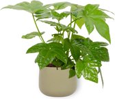 Kamerplant Fatsia Japonica – Vingerplant - ± 25cm hoog – 12 cm diameter - in groene sierpot