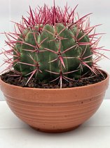 Cactus- Ferocactus Stainesii- 23cmØ- ±25cm hoog