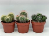 Cactus24- Cactus Bollen Mix- 3 Stuks- 12cm Potten- 15-20cm Hoog- Kamerplanten