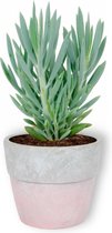 Kamerplant Senecio Curio Mount Everest - ± 25cm hoog – 12 cm diameter - in betonnen roze pot