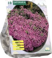 Baltus Saponaria Officinalis bloembollen per 10 stuks