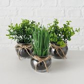 Nep Plantjes Zwart 5 Stuks Bol