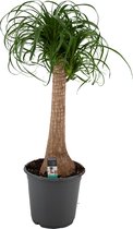 ZynesFlora - Beaucarnea - Kamerplant - Ø 21 cm - Hoogte: 70-80 cm - Olifantspoot