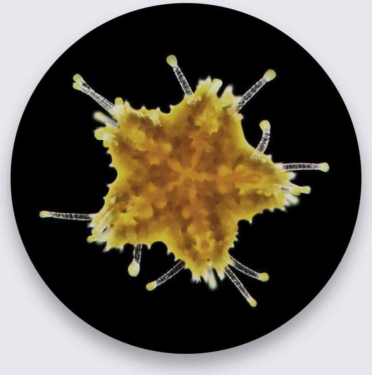 Schilderij - zeester - Collectie Wonder life - Pure Metal - 30 cm rond