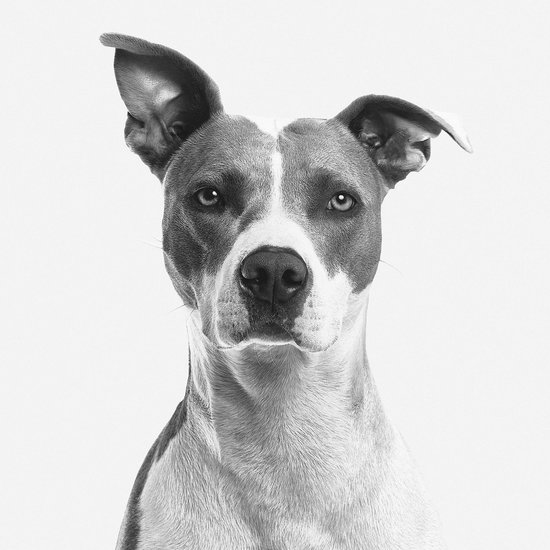 Schilderij - hond - Amerikaanse steafford - Collectie faces - Glas - 74x74cm