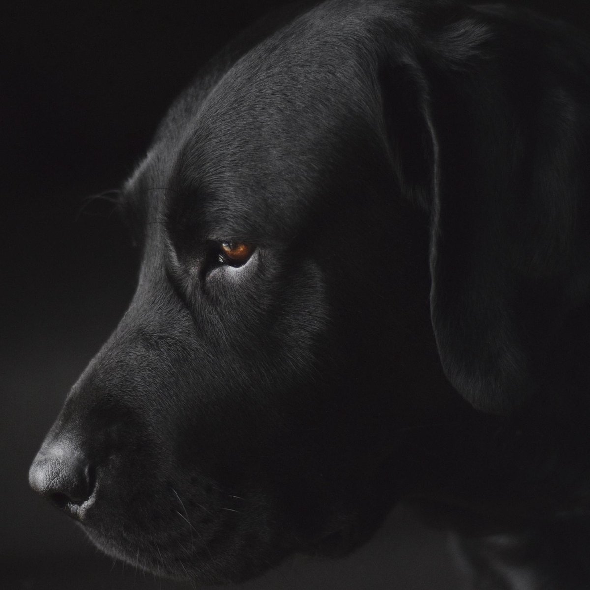 Schilderij - labrador - hond - Collectie faces - Dibond wit - 74x74cm