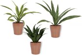 Draceana Compacta, Draceana Lemon Lime & Draceana Warnecki in 1x Anna Koper Metallic - 12cm