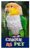 Caiques as Pet: Caiques