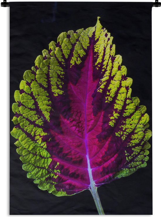 Wandkleed Bladeren op een zwarte achtergrond - Siernetel blad op zwarte achtergrond Wandkleed katoen 60x90 cm - Wandtapijt met foto
