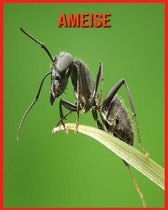 Ameise