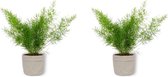 2x Kamerplant Asparagus Sprengeri - Sierasperge - ± 25cm hoog - ⌀  12cm - in grijze sierzak