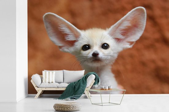 Bebe Renard Du Desert Aux Grandes Oreilles 390x260 Cm Bol Com