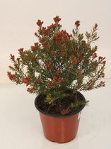 Kamerplant van Botanicly – Chamelaucium uncinatum – Hoogte: 40 cm