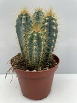 Cactus- Pilosocereus Azereus 3X- 10.5cmØ- ± 17cm hoog