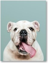 Schattig portret van witte Bulldog Puppy - A3 Poster Staand - 30x42cm - Besteposter - Dieren