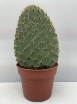 Cactus- Opuntia- Schijfcactus- 17cmØ- ±30cm hoog