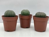 Cactus- Euphorbia Obesa 3X- 5.5cmØ- ±5cm hoog