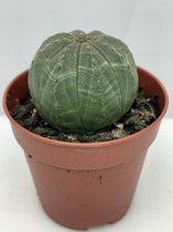 Cactus24- Euphorbia Obesa- 3 Stuks- 5.5cm Potten- 5-7cm Hoog- Kamerplanten