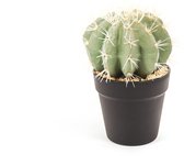 Housevitamin - Binnen / Buiten - Cactus Kunstplant - Aporocactus - Groen