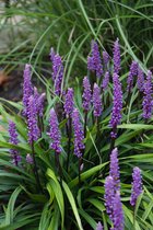 8 x Liriope muscari Selection, leliegras, rijkbloeiend, 8 cm plug