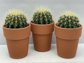 Cactus- Echinocactus Grusonii- Terracotta pot- 10.5cmØ- 12cm hoog