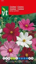 Cosmea Early summer - Een Zomer vol Bloemen met Kleurrijke Cosmea