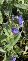 Pulmonaria 'Blue Ensign' - 6 stuks - P9- Blauwe bloemen - Bodembedekker
