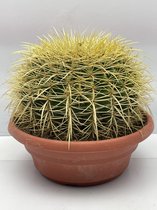 Cactus- Echinocactus Grusonii- 24Øcm- ±25cm hoog- Schoonmoedersstoel