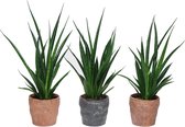 Sansevieria's |  3 leuke planten incl. mooie design potjes | Weinig water nodig | Makkelijke en leuke planten Ø 11 cm - Hoogte 40 cm (waarvan 30 cm plant en 10 cm pot) | Kamerplanten