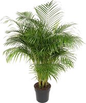 Areca palm 150 cm