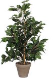 Ficus kamerplant in grijze pot, gesteund door bamboestok.
