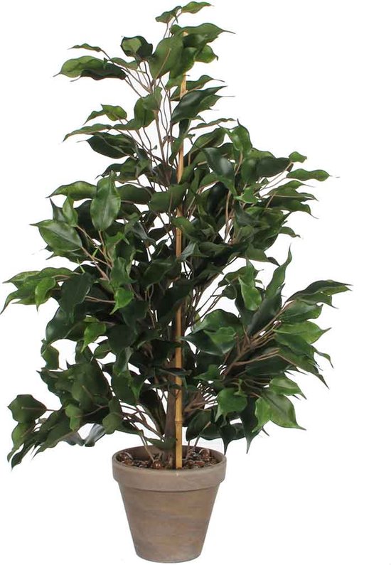 Ficus kamerplant in grijze pot, gesteund door bamboestok.