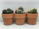 Cactus- Cactus bollen mix 3 soorten-12cmØ- terracotta pot