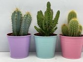 Cactus- Cactus palen mix 3 soorten-8.5 cmØ- zinken pot kleur- Opuntia Tuna- Pilocereus Azereus- Pilosocereus Chrysostele