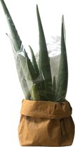 de Zaktus - cactus - Aloë Polyphylla - UASHMAMA® paper bag olijf - Maat M