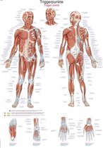 Het menselijk lichaam - anatomie poster triggerpoints (Duits/Engels/Latijn, papier, 50x70 cm)