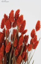 Burnt Red - Phalaris | 70 cm | Rood | Flouwer.nl